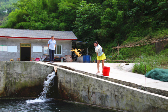 孫秀麗正在給魚投放煮好的玉米1.jpg