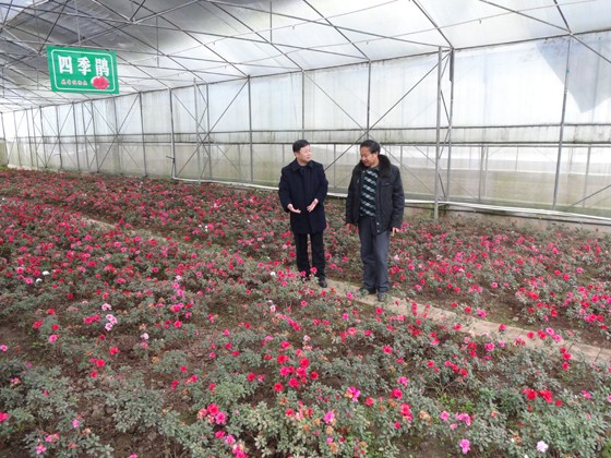 珙縣農商銀行董事長劉祥榮調研花卉種植基地.jpg