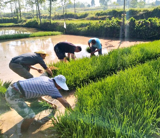 顧縣鎮(zhèn)及龍廟村干部在為貧困戶楊柏中扯秧苗栽秧 .jpg