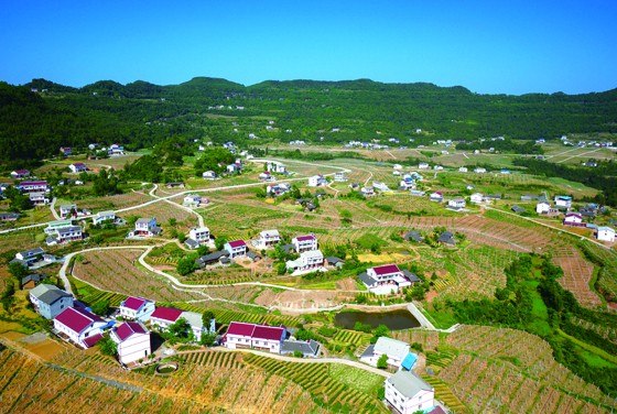 蒼溪岳東鎮(zhèn)青龍農(nóng)業(yè)園區(qū) (2).jpg