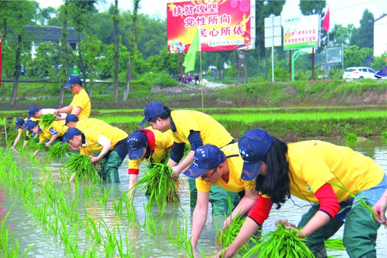 青年志愿者干農(nóng)活、支農(nóng)事、體民情.jpg