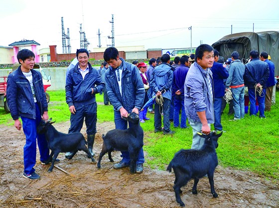 四川黑山羊久負(fù)盛譽(yù)，肉質(zhì)鮮嫩，味美膻氣少。在豬肉、禽肉、牛肉出口價(jià)遞減的情況下，羊肉價(jià)格上漲，成為肉類外貿(mào)出口的一個(gè)亮點(diǎn)。圖為養(yǎng)殖戶正在領(lǐng)養(yǎng)優(yōu)質(zhì)母羊.jpg