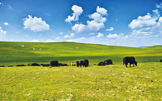 1499159102250541.jpg 若爾蓋大草原.jpg