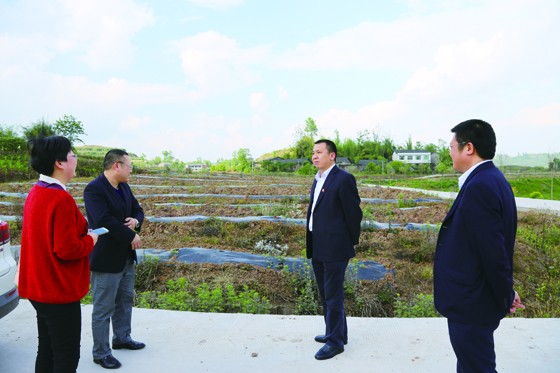 武勝農(nóng)商銀行董事長余恒龍（右二）考察飛龍核桃示范基地.jpg