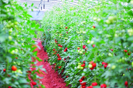 金堂縣現(xiàn)代農(nóng)業(yè)番茄種植園 吳順益 攝.JPG