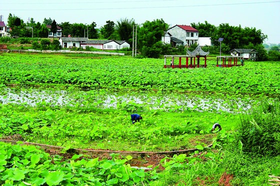 四川宜賓縣永興鎮(zhèn)荷蓮產(chǎn)業(yè)讓偏遠(yuǎn)鄉(xiāng)村成為景點(diǎn)(潘興揚(yáng)攝).JPG