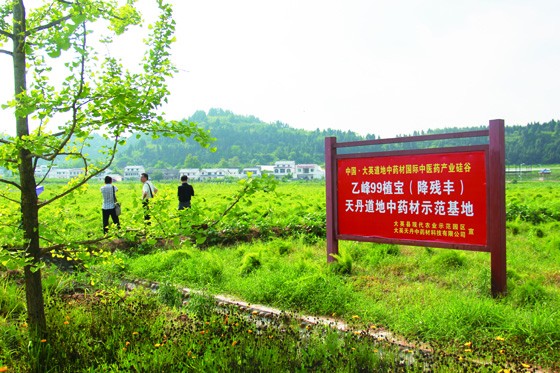 位于大英縣隆盛鎮(zhèn)的天丹中藥材種植基地  周淼葭攝.JPG