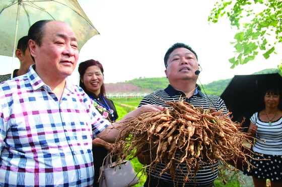 重慶惠民生物工程有限公司董事長（左）與云南天丹藥業(yè)集團有限責任公司董事長劉玉軍（右）向參觀嘉賓展示使用過“99植保”的藥材天門冬  周淼葭攝.JPG