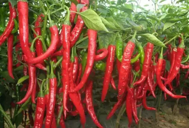 1503764368876823.jpg 14.jpg