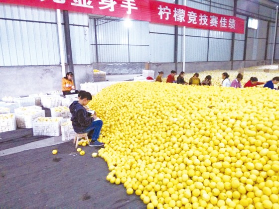 選果現(xiàn)場.jpg