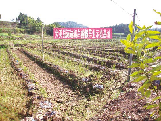 20.大英縣河邊鎮(zhèn)（新建）白檸檬產(chǎn)業(yè)示范基地.jpg