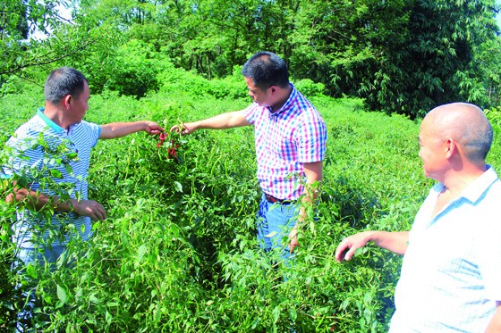 勝利鎮(zhèn)副鎮(zhèn)長梁聰（中）、果疏協(xié)會會長楊先東（左）在田間檢查二荊條辣椒長勢情況.JPG