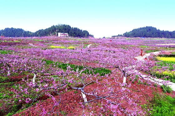 春來，四川省西充縣古樓鎮(zhèn)的香桃園花香襲人.JPG