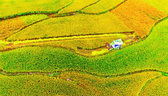 江西省永豐縣七都鄉(xiāng)鵝頸水庫灌區(qū)稻谷飄香  劉浩軍 徐偉 攝.1.jpg