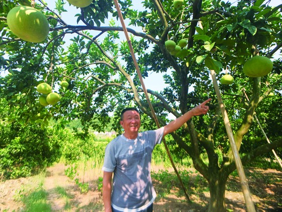 天保鎮(zhèn)八方碑村黨支部書記漆明志喜滋滋地向記者介紹文旦柚的種植.jpg