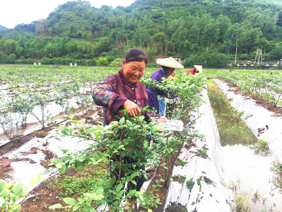農(nóng)旅融合發(fā)展富了百姓?qǐng)D為南郊鄉(xiāng)藍(lán)莓基地.JPG
