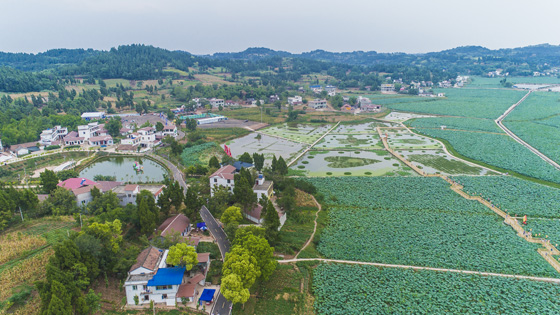 丹山鎮(zhèn)全景及萬(wàn)畝荷塘.jpg