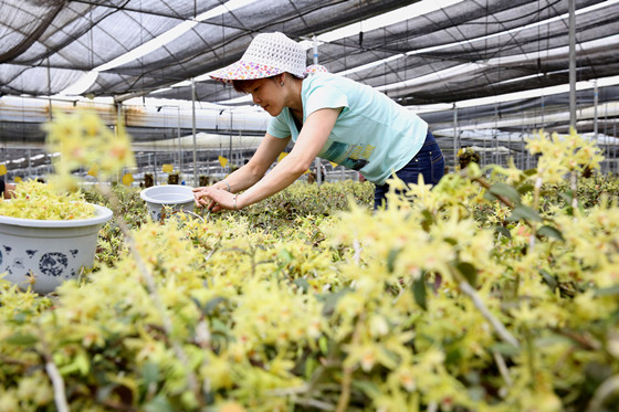 四川省內(nèi)江市東興區(qū)蘭斛種植有限公司工作人員在采摘鐵皮石斛鮮花 蘭自濤 攝_副本.jpg