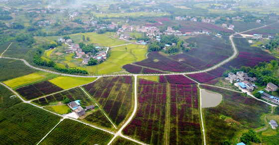 “旅游+農(nóng)業(yè)”給縣域現(xiàn)代農(nóng)業(yè)的發(fā)展注入強(qiáng)勁活動(dòng)。圖為四川省華鎣市祿市鎮(zhèn)涼水井村航拍的錦繡鄉(xiāng)村 邱海鷹 攝_副本.jpg