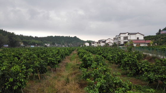 5 盛豐柑桔專業(yè)合作社基地_副本.jpg