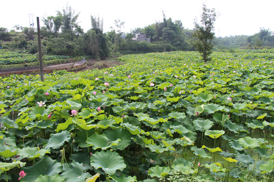 家風(fēng)傳承示范基地的十里荷花長(zhǎng)廊_副本.jpg
