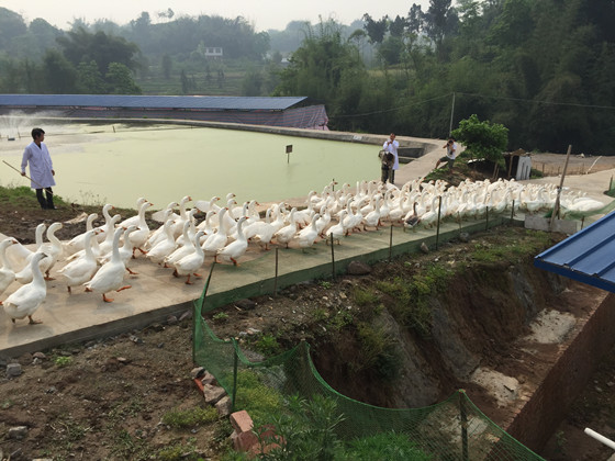 裴石鎮(zhèn)傳統(tǒng)的白鵝養(yǎng)殖富了一方百姓_副本.jpg