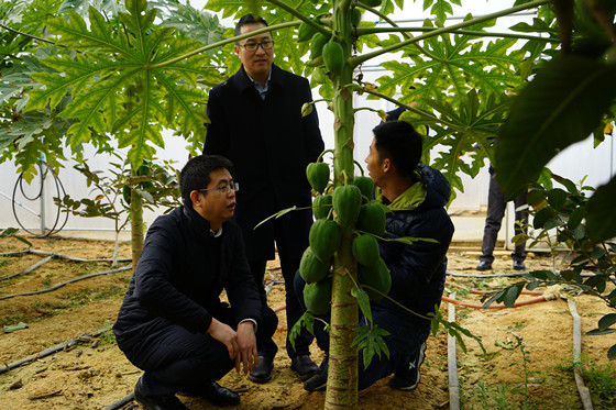 中國(guó)銀監(jiān)會(huì)眉山監(jiān)管分局局長(zhǎng)明洋（左）深入水果種植基地調(diào)研_副本.jpg