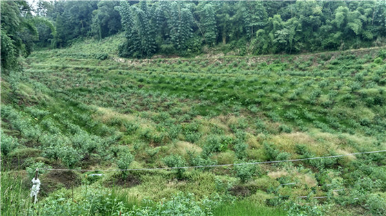 雨城區(qū)藤椒種植基地_副本.jpg