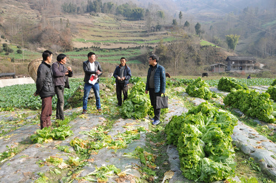 平武縣科技人員在水田羌族鄉(xiāng)開展白菜種植示范，三個月取得畝產(chǎn)值5000元的經(jīng)濟(jì)效益_副本.jpg