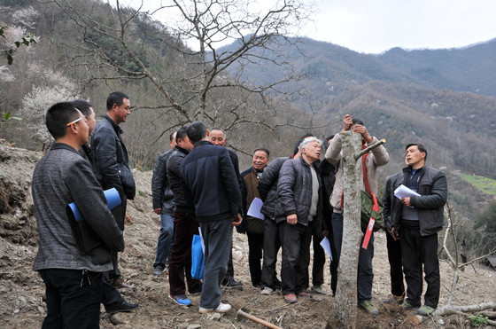 平武縣科技人員現(xiàn)場傳授核桃嫁接技術(shù)_副本.jpg