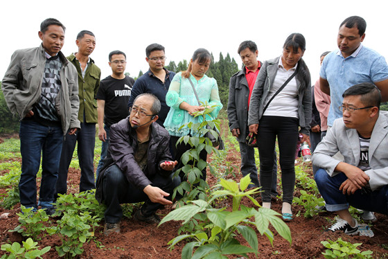 在四川省內(nèi)江市東興區(qū)太安鄉(xiāng)“農(nóng)民夜?！睂嵱柣?，區(qū)農(nóng)林局高級農(nóng)藝師魏忠正在給農(nóng)民講授樹莓種植技術(shù) 蘭自濤攝_副本.jpg