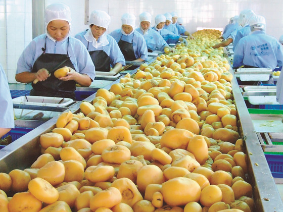 東坡區(qū)水果加工車間_副本.jpg