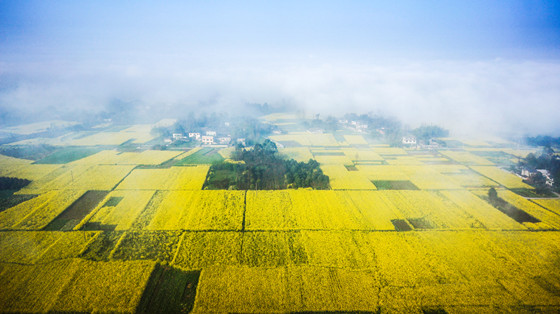 7 雙流現(xiàn)代都市農(nóng)業(yè)-劉偉攝影-13880683773_副本.jpg