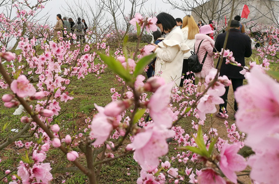 圖為游客在花園鎮(zhèn)花果山賞桃花的情景_副本.jpg