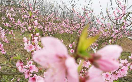 圖為桃花開放的花果山一角_副本.jpg