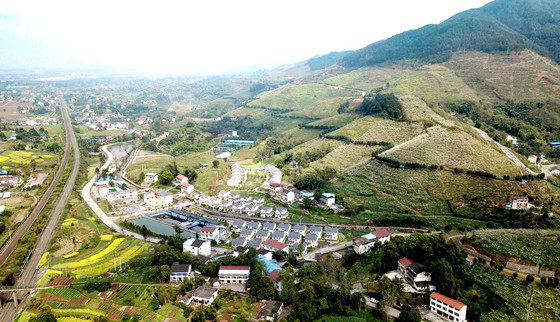 梨花似春雪 新村美如畫[3]_副本.jpg