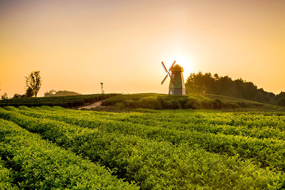 縣域綠色發(fā)展促進鄉(xiāng)村旅游大發(fā)展。圖為四川雅安市名山區(qū)萬畝茶場一角 彭忠 攝_副本.jpg
