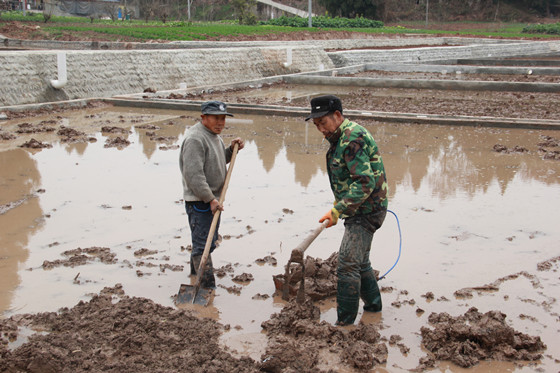 初春時(shí)節(jié)，太乙鎮(zhèn)巴掌村村民正忙著整修藕塘_副本.jpg