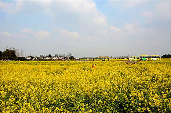 ４　成都郫都區(qū)青杠樹(shù)村千畝油菜花開(kāi)了.jpg