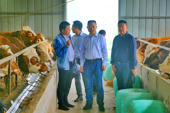 1 南充農(nóng)商銀行董事長徐林到天寶宮村國強養(yǎng)牛專業(yè)合作社調(diào)研.JPG