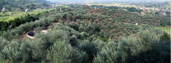 四川省開江縣油橄欖種植基地.jpg