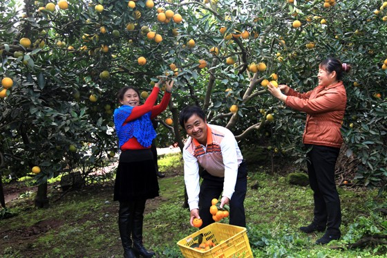 血橙豐收讓種植業(yè)主笑逐顏開.JPG