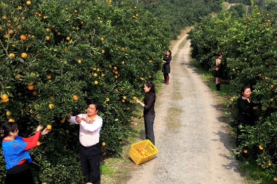 種植戶忙著采收橙子.JPG