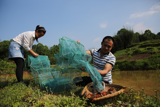 四川省瀘州市敘永縣馬嶺鎮(zhèn)龍盤村1組是貧困村，返鄉(xiāng)青年邵澤剛稻田養(yǎng)殖“小龍蝦”脫貧致富　劉傳福攝.jpg