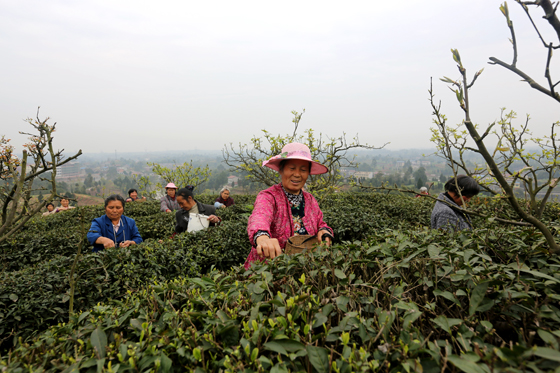 3 茶農(nóng)采茶忙.jpg