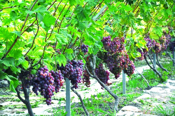 葡萄豐收.JPG