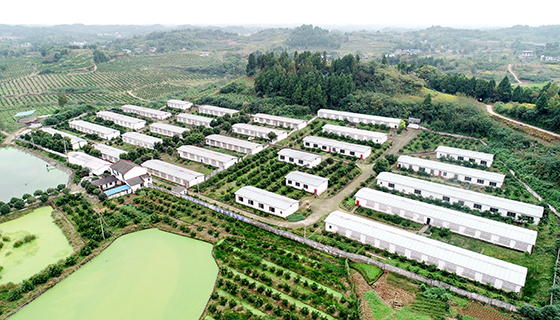 圖為仁壽縣大化鎮(zhèn)水利新村生豬養(yǎng)殖小區(qū)   潘建勇.jpg