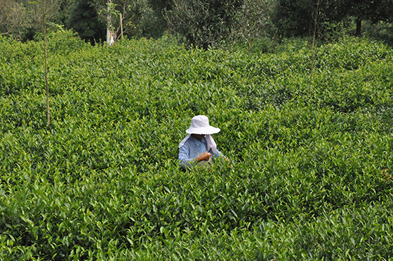 1　蘆山縣塔峰茶業(yè)茶園內(nèi)，農(nóng)民正在采茶.JPG