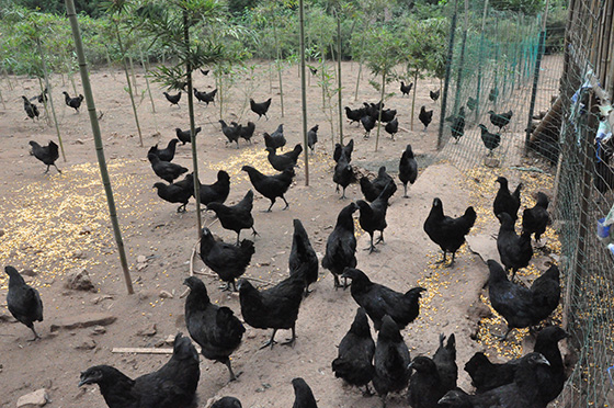 回馬鎮(zhèn)枯井村的跑山雞養(yǎng)殖基地.JPG