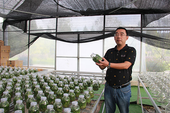 石斛康旅產(chǎn)業(yè)園負(fù)責(zé)人吳建展示培育的石斛.JPG